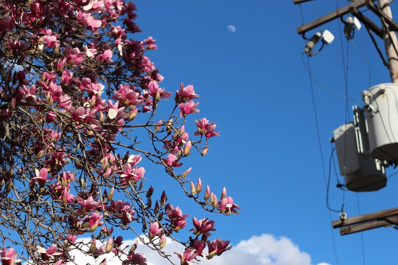 blossoming-magnolia-tree