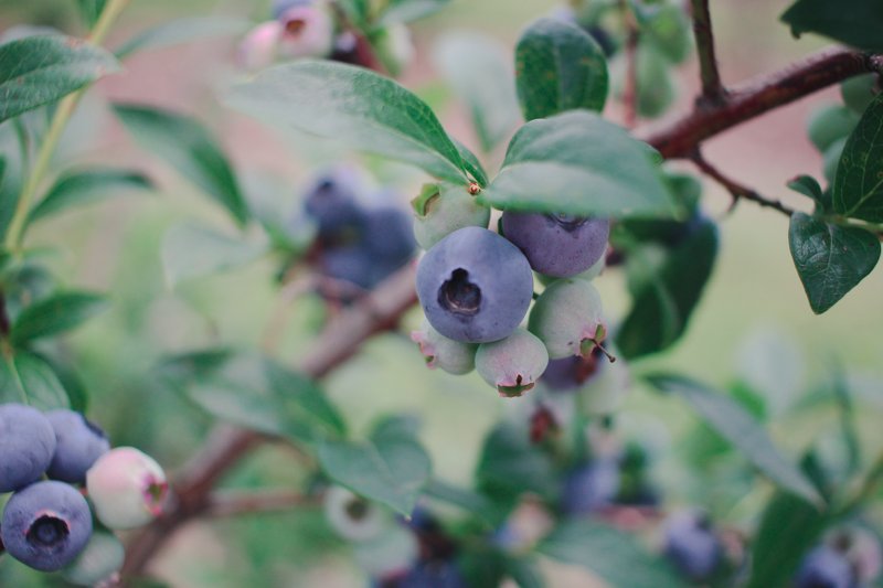 Blueberry picking blueberries on a branch